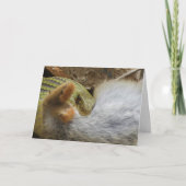 Montpellier Snake Feasting op Konijn Kaart (Voorkant)