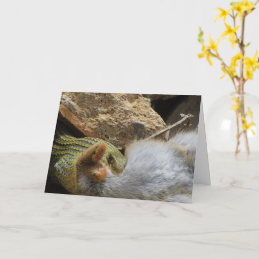 Montpellier Snake Feasting op Konijn Kaart (Gele Bloem)