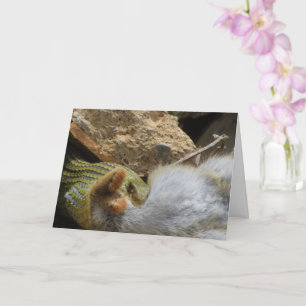 Montpellier Snake Feasting op Konijn Kaart