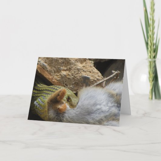 Montpellier Snake Feasting op Konijn Kaart (Voorkant)