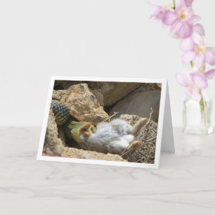 Montpellier Snake Feasting op Konijn Kaart