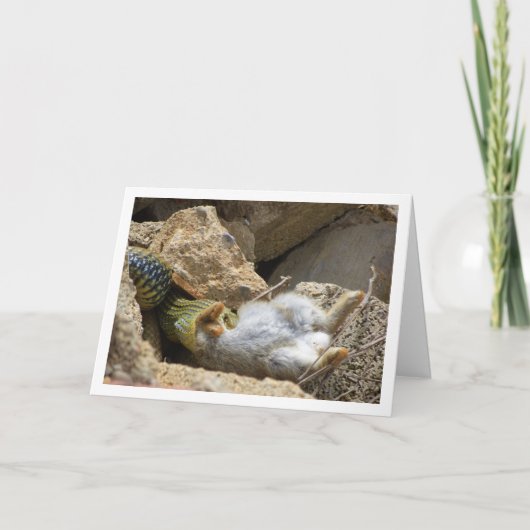 Montpellier Snake Feasting op Konijn Kaart (Voorkant)