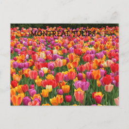 MONTREAL TULPEN BRIEFKAART