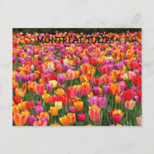 MONTREAL TULPEN BRIEFKAART