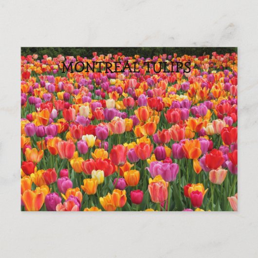 MONTREAL TULPEN BRIEFKAART (Voorkant)