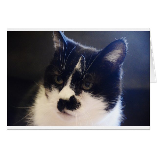 Monty Cat (Voorkant Horizontaal)