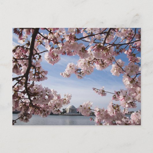 Monumenten | Jefferson Memorial Cherry Blossoms Briefkaart (Voorkant)