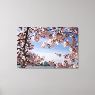 Monumenten   Jefferson Memorial Cherry Blossoms Canvas Afdruk