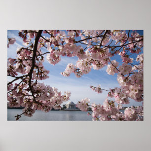 Monumenten   Jefferson Memorial Cherry Blossoms Poster