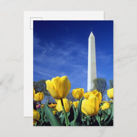 Monuments | Washington Monument in Spring Briefkaart (Voorkant / Achterkant)