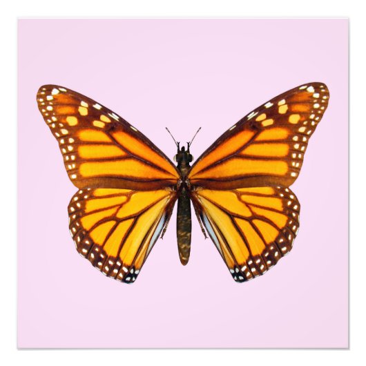 Monvlinder Foto Afdruk (Voorkant)