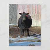 Moo Briefkaart (Voorkant)