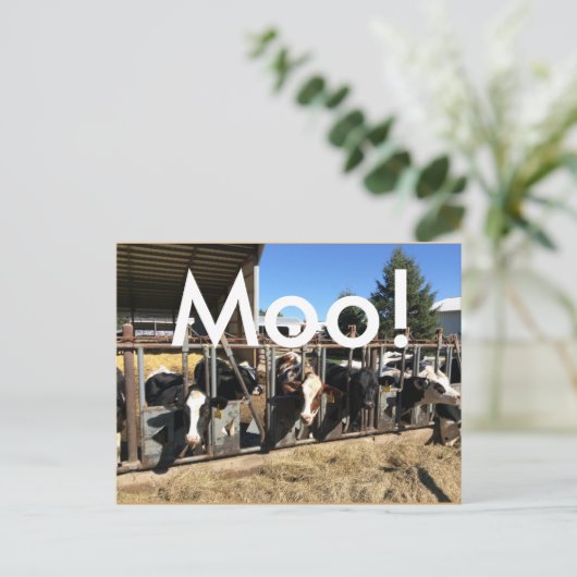 Moo Cows Briefkaarten (Staand voorkant)
