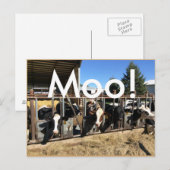 Moo Cows Briefkaarten (Voorkant / Achterkant)
