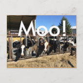 Moo Cows Briefkaarten (Voorkant)