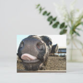 MOO KISSES BRIEFKAART (Staand voorkant)
