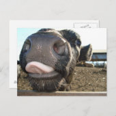 MOO KISSES BRIEFKAART (Voorkant / Achterkant)