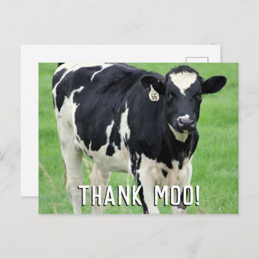 Moo Koe Dank u Briefkaart (Voorkant / Achterkant)