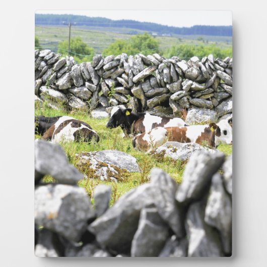 Moo Koeien Fotoplaat (Voorkant)