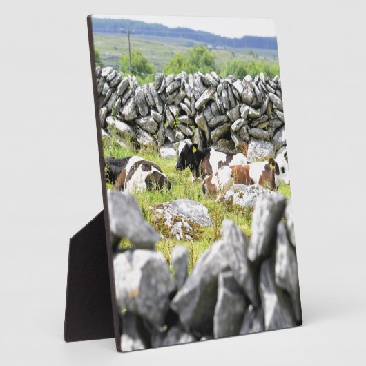 Moo Koeien Fotoplaat (Zijkant)