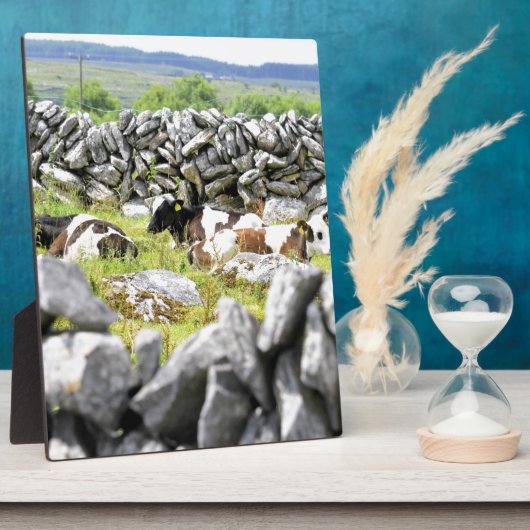 Moo Koeien Fotoplaat (Zijkant)