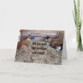 MOO-KOEIEN PRATEN OVER JE VERJAARDAGSWENS KAART (Voorkant)