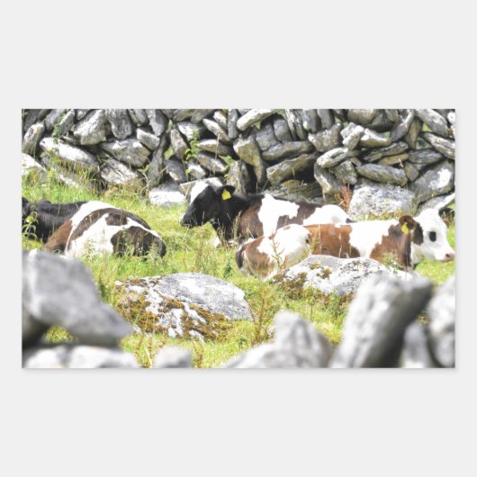 Moo Koeien Rechthoekige Sticker (Voorkant)