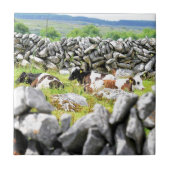 Moo Koeien Tegeltje (Voorkant)