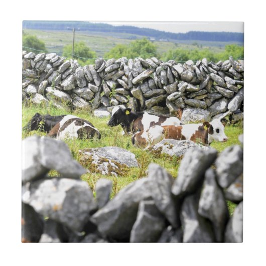 Moo Koeien Tegeltje (Voorkant)