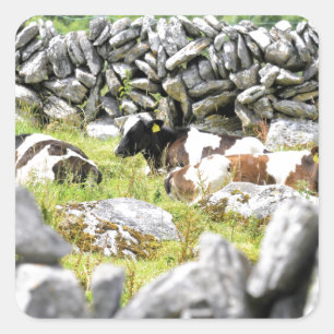 Moo Koeien Vierkante Sticker