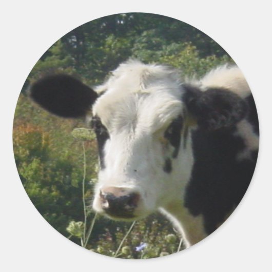 Moo Ronde Sticker (Voorkant)