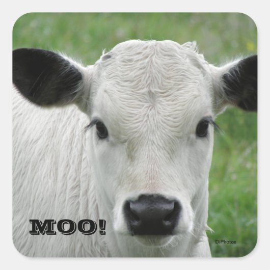 Moo - Witte Koe Stickers (Voorkant)