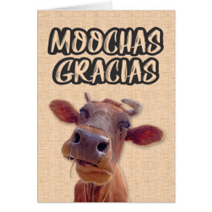 "Moochas Gracias" Koe - Hartelijk dank
