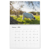 Moochi The Mini Cow Calendar Kalender (Feb 2026)