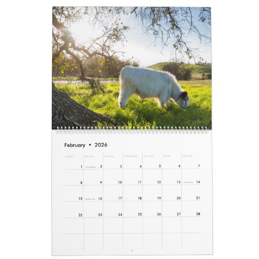 Moochi The Mini Cow Calendar Kalender (Feb 2026)