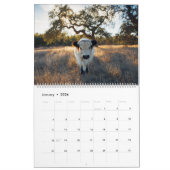 Moochi The Mini Cow Calendar Kalender (Jan 2026)