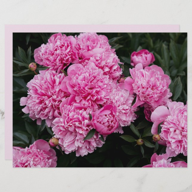 Moody and elegant pink peony  Scrapbook Paper (Voorkant / Achterkant)