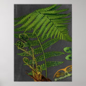 Moody Art Fern w / Krijtbord Achtergrond nr. 8 Poster (Voorkant)