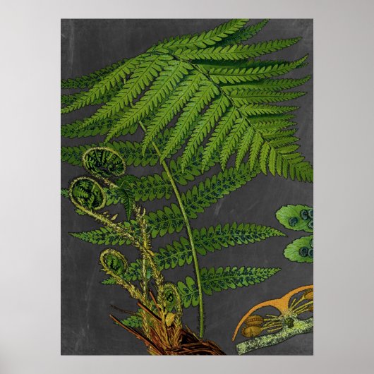 Moody Art Fern w / Krijtbord Achtergrond nr. 8 Poster (Voorkant)