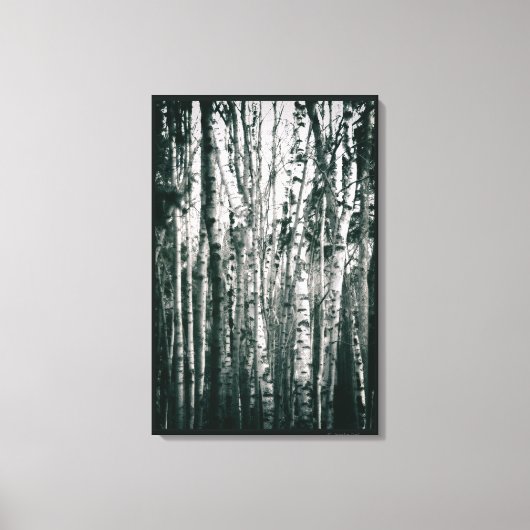 Moody berken in bos Monochroom Canvas Afdruk (Voorkant)