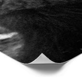 Moody Bison Buffalo Black White Poster (Hoek)