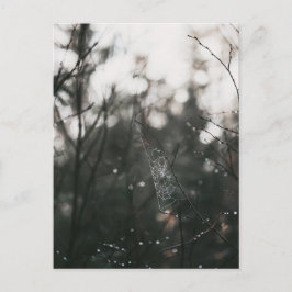 Moody Forest Dew Spider Web Briefkaart