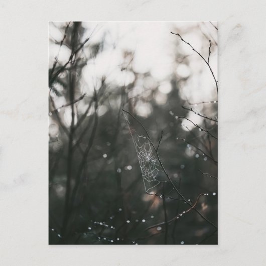 Moody Forest Dew Spider Web Briefkaart (Voorkant)