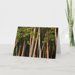 Moody Forest Trees Golden Hour Kaart