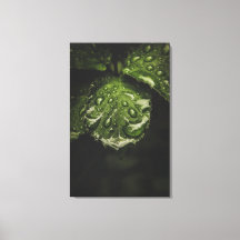 Moody Morning Dew-canvas printkunst