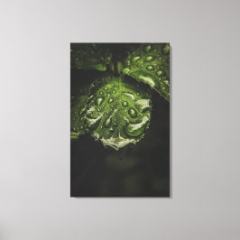 Moody Morning Dew-canvas printkunst Canvas Afdruk