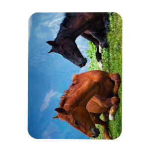 Moody Mountain Paarden: Fijne Kunst Magneet