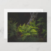 Moody nature with forest ferns briefkaart (Voorkant / Achterkant)