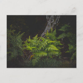 Moody nature with forest ferns briefkaart