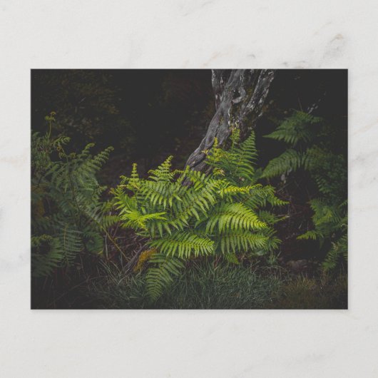 Moody nature with forest ferns briefkaart (Voorkant)